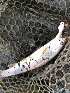 アメマスの釣果