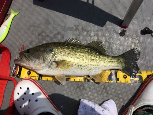 ブラックバスの釣果