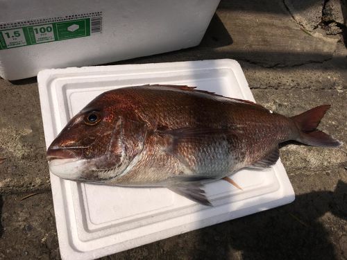 マダイの釣果