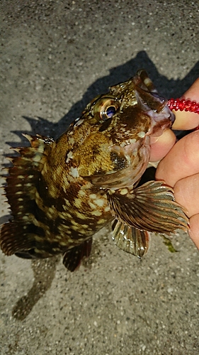 カサゴの釣果