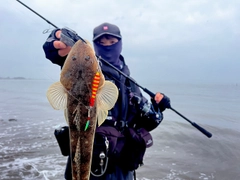 マゴチの釣果