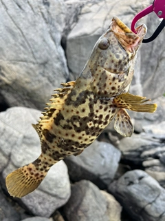 チャイロマルハタの釣果