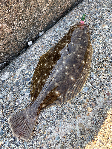 ヒラメの釣果