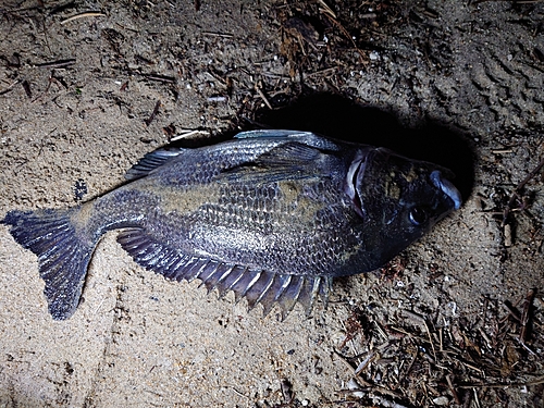 チヌの釣果