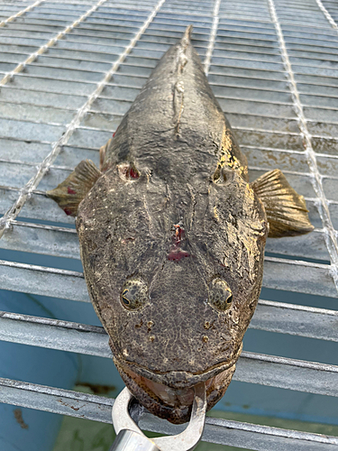 マゴチの釣果