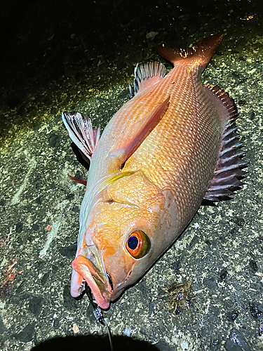 バラフエダイの釣果