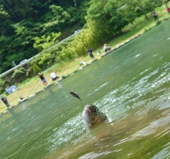 ニジマスの釣果