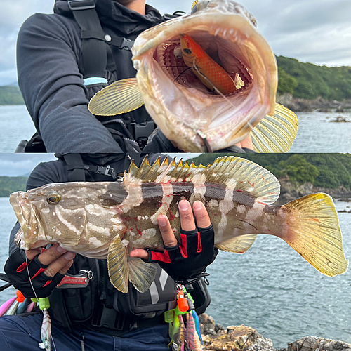 クエの釣果