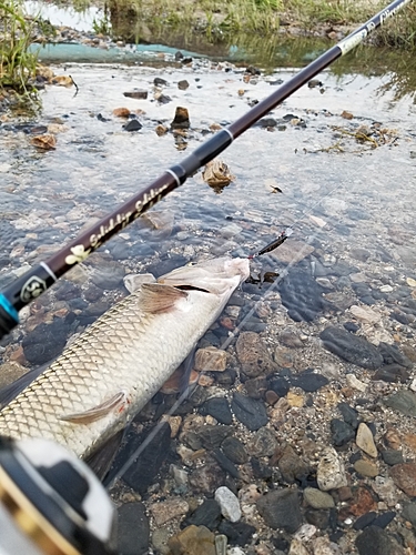 ニゴイの釣果