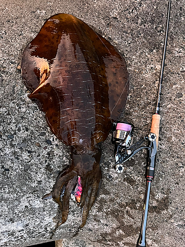 アオリイカの釣果