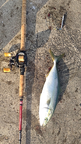 イナダの釣果