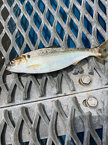 コノシロの釣果