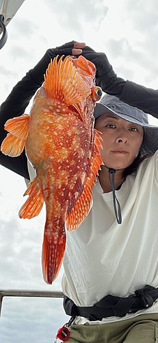 ウッカリカサゴの釣果