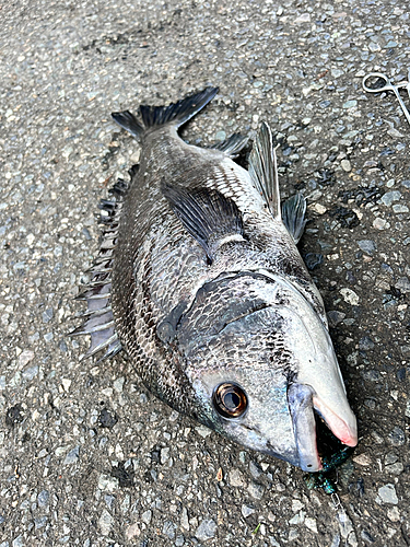 クロダイの釣果