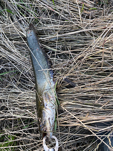 ナマズの釣果