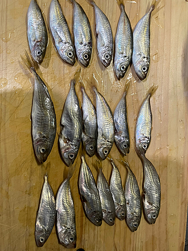 アジの釣果