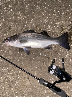 ヒラスズキの釣果