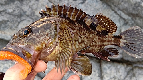 カサゴの釣果