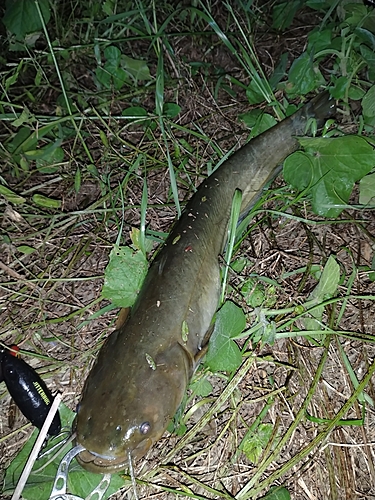 ナマズの釣果