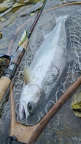 サツキマスの釣果