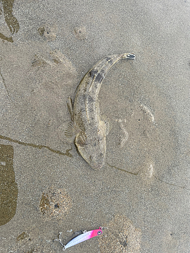 マゴチの釣果