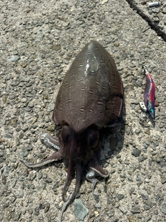 コウイカの釣果