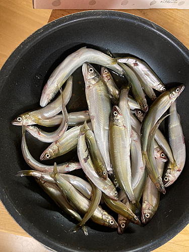 コアユの釣果