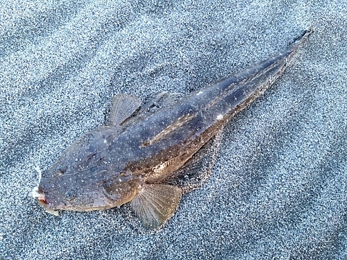 マゴチの釣果