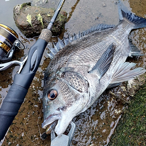 チヌの釣果