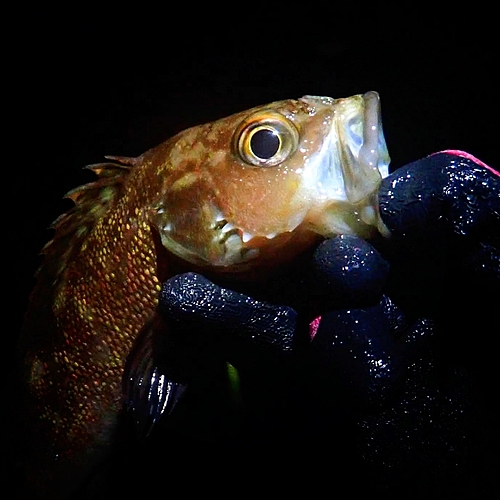 エゾメバルの釣果