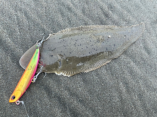 シタビラメの釣果