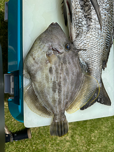 カワハギの釣果