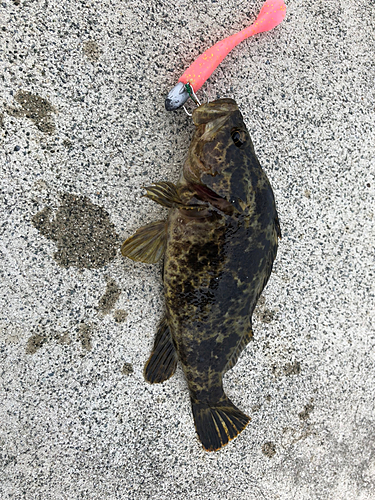 タケノコメバルの釣果