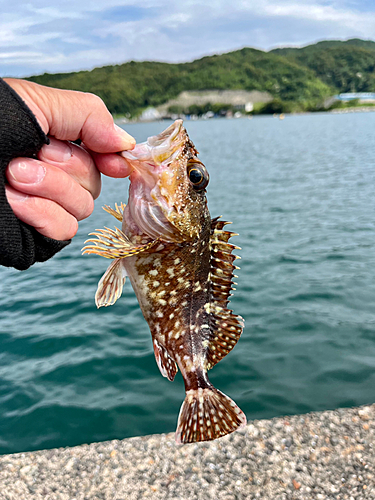 ガシラの釣果