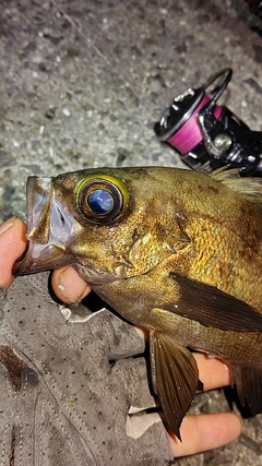 メバルの釣果