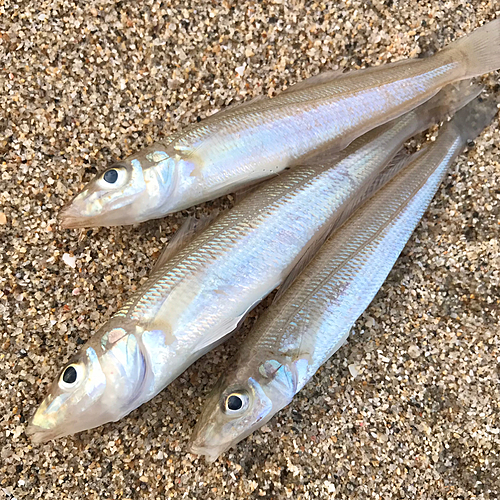 キスの釣果