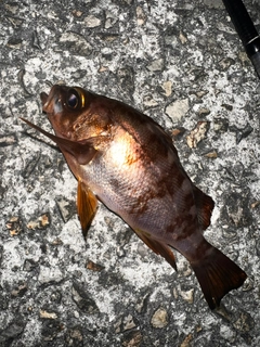 メバルの釣果