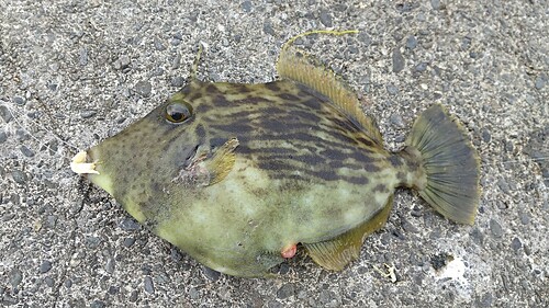 カワハギの釣果