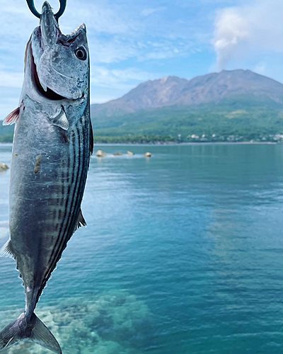 ハガツオの釣果