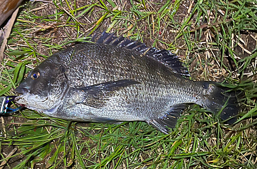 クロダイの釣果