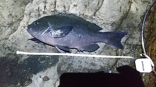 メジナの釣果