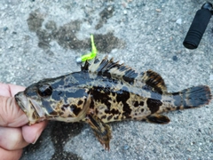 タケノコメバルの釣果