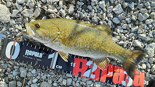 スモールマウスバスの釣果