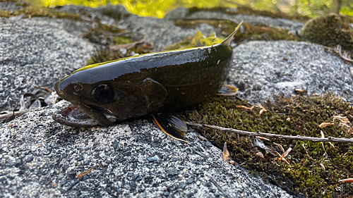 イワナの釣果