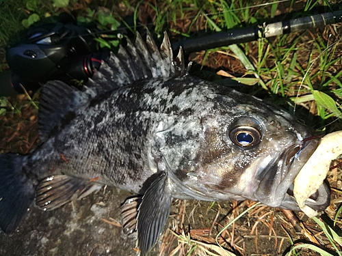 クロソイの釣果