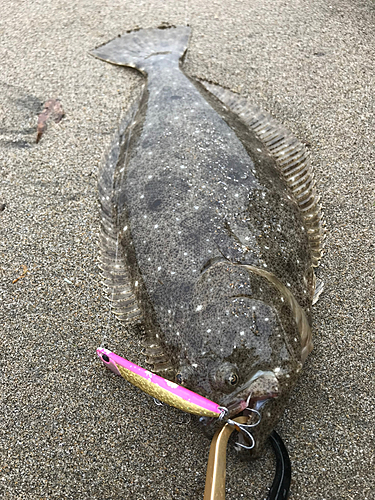 ヒラメの釣果