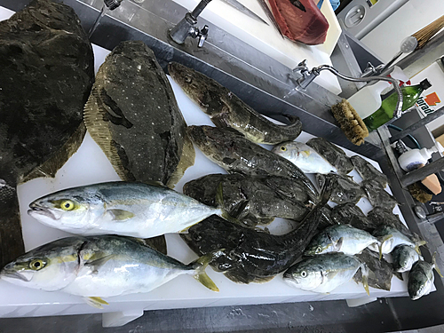 マゴチの釣果