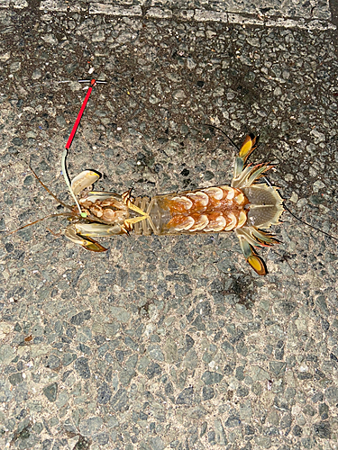 シャコの釣果