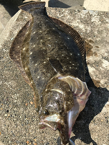 ヒラメの釣果