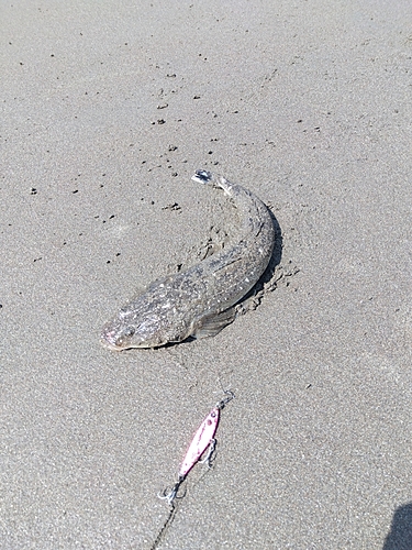 マゴチの釣果